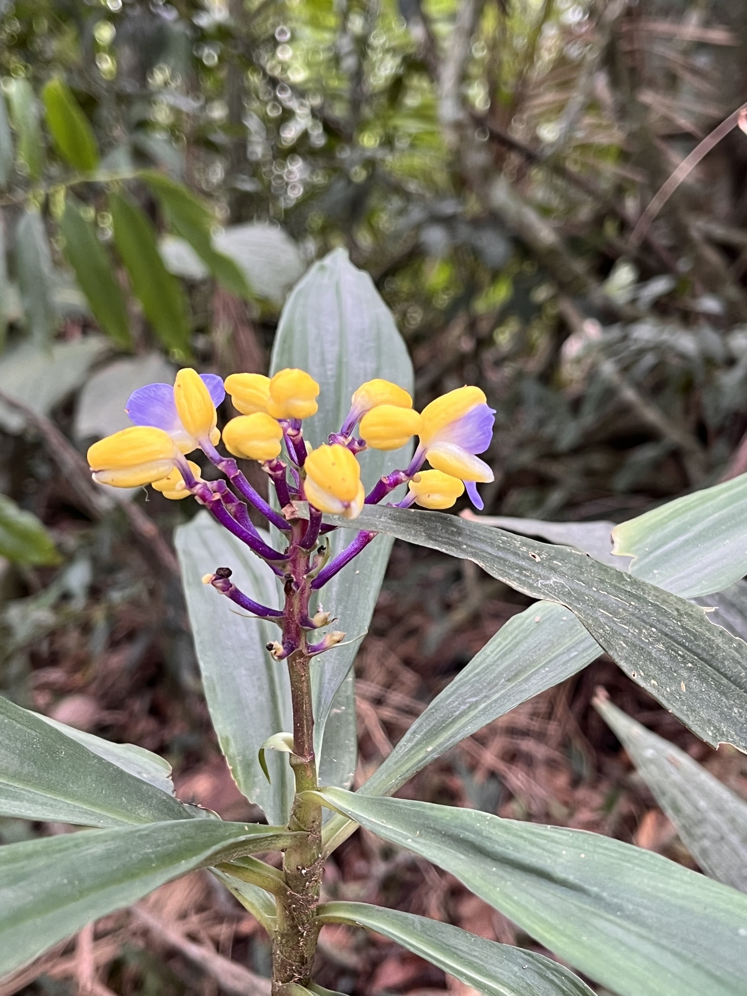 Dichorisandra procera