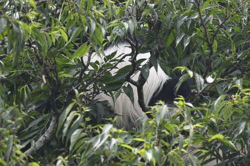 Mount Kilimanjaro Guereza