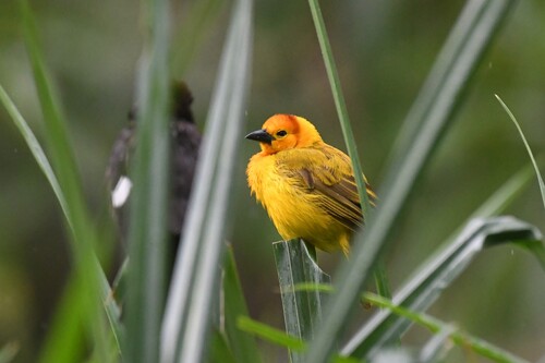 Taveta Weaver (Ploceus castaneiceps), photo 5