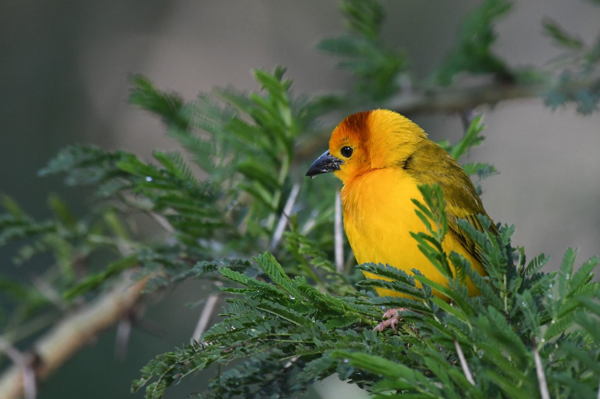 Taveta Golden-Weaver illustration