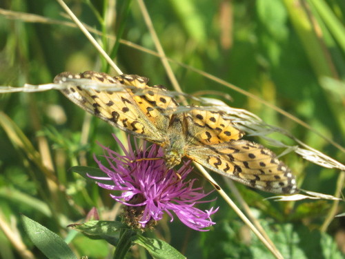 Dark Green Fritillary photo 3