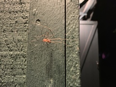 Leiobunum calcar