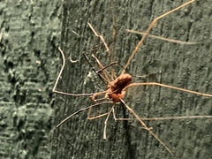 Leiobunum calcar