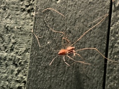 Leiobunum calcar