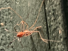 Leiobunum calcar