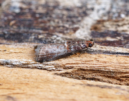 Grey Knot-horn, photo 3 of 10