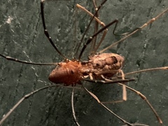 Leiobunum calcar