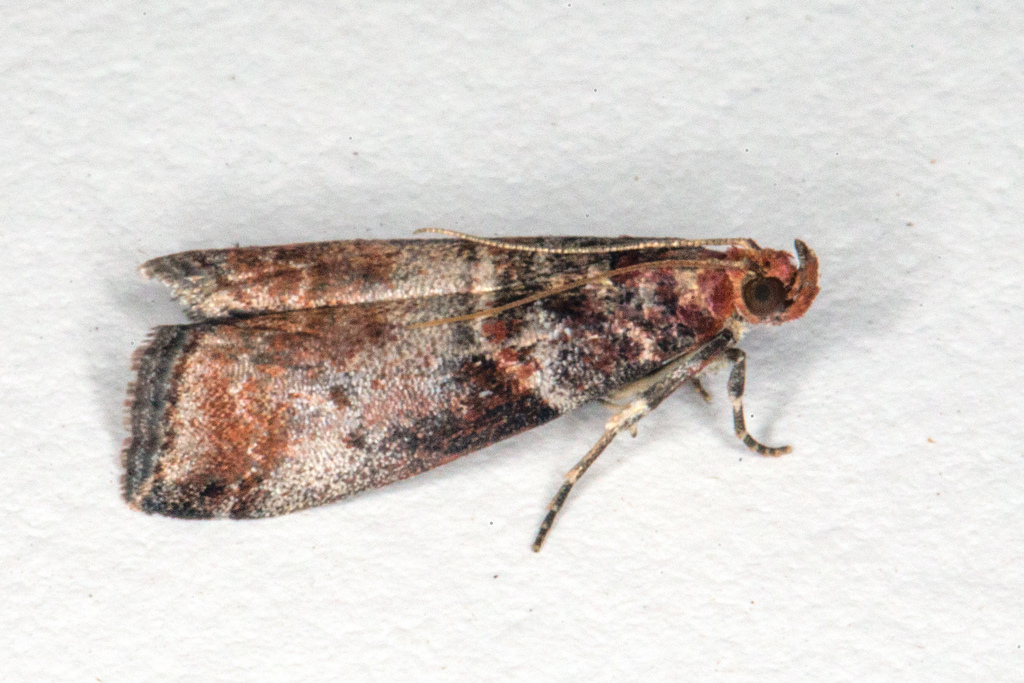 Grey Knot-horn