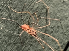 Leiobunum calcar