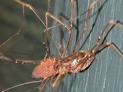 Leiobunum calcar