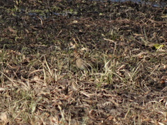 Gallinago paraguaiae