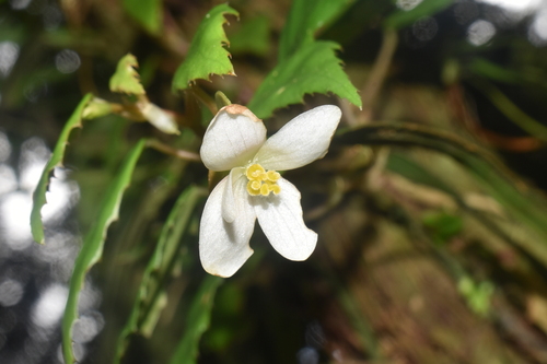Begonia lagunensis observed 2025-04-12