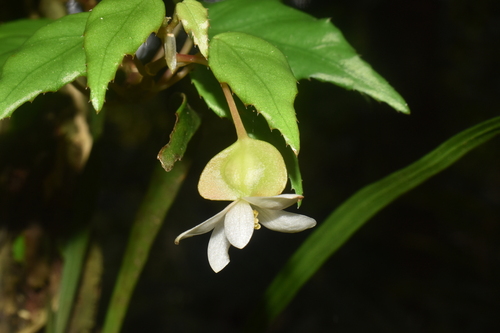 Begonia lagunensis