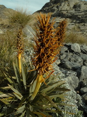 Aciphylla kirkii