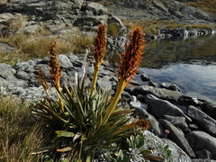 Aciphylla kirkii