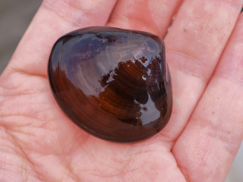 Cytherea lusoria, 2025-04-12