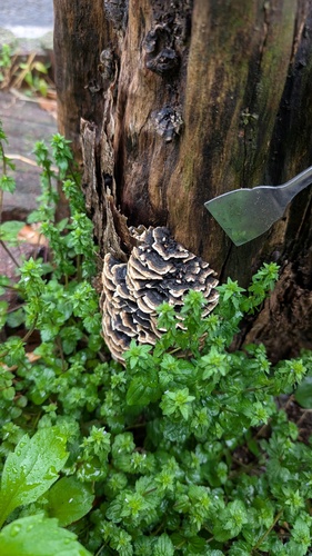 Trametes versicolor