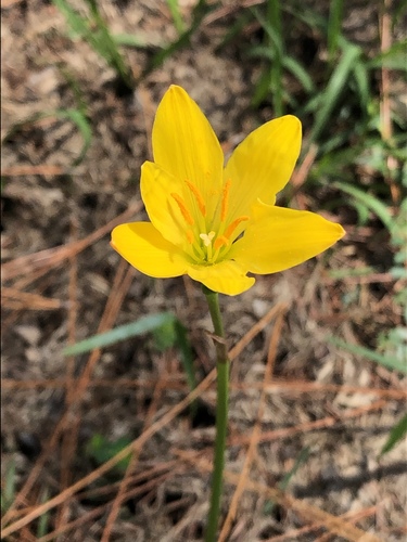 Zephyranthes citrina