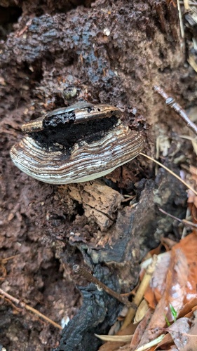 Ganoderma applanatum