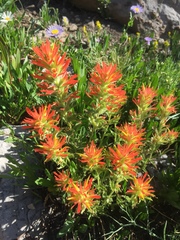 Castilleja applegatei viscida