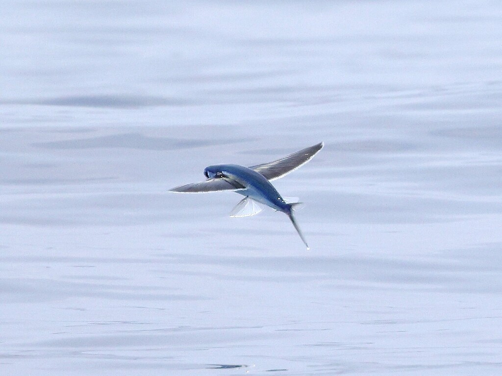 African flyingfish (Cheilopogon nigricans) — Exocoetidae