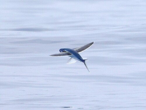 African flyingfish (Cheilopogon nigricans) — Exocoetidae