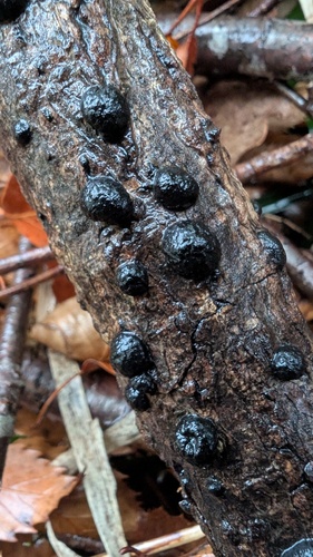 Annulohypoxylon truncatum