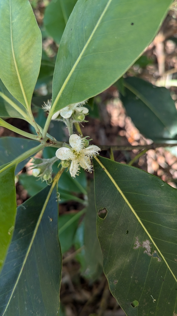 Lophostemon confertus, Springfield Lakes QLD 4300, Australia
