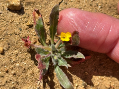 Camissoniopsis micrantha
