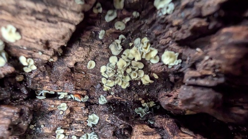 Chlorosplenium chlora