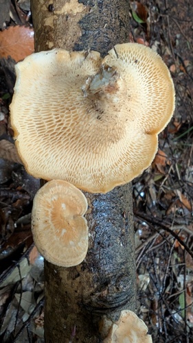 Neofavolus alveolaris