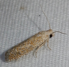 Pelochrista comatulana