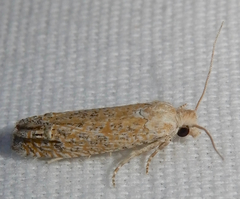 Pelochrista comatulana