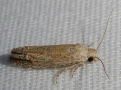 Pelochrista comatulana