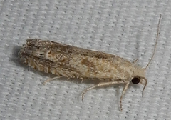 Pelochrista comatulana