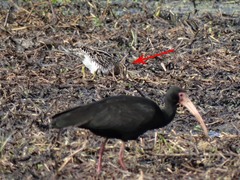 Gallinago paraguaiae