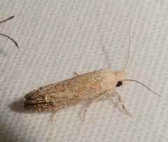 Pelochrista comatulana