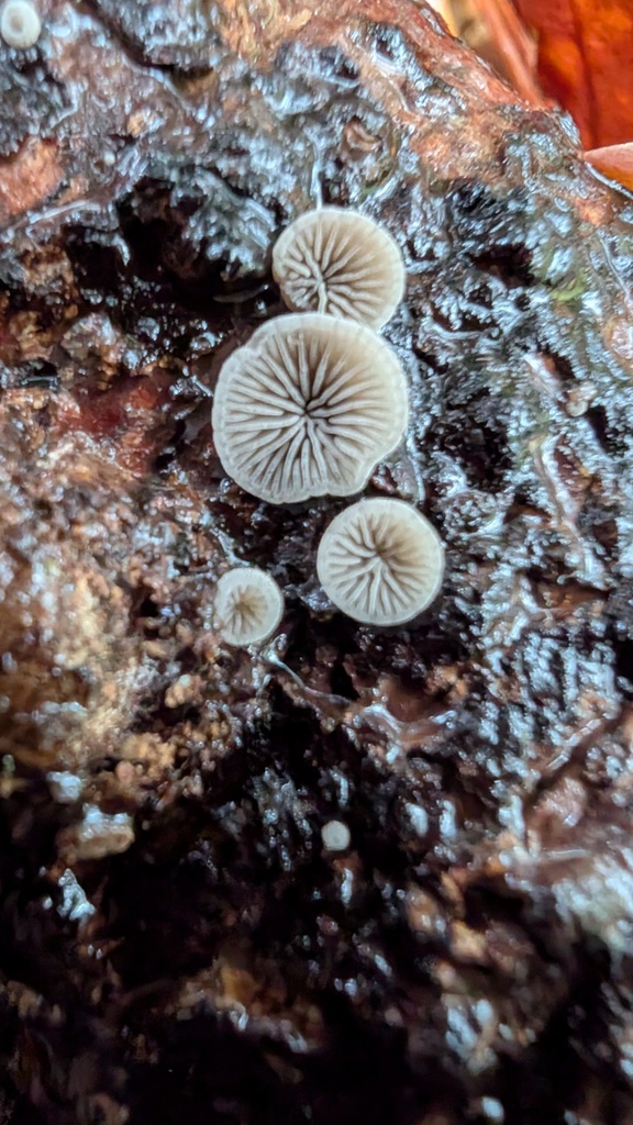 Resupinatus applicatus · April 2025 · photo: © atsushi_nakajima_cirque (iNaturalist, cc-by)