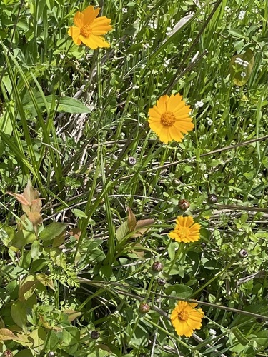 Coreopsis auriculata