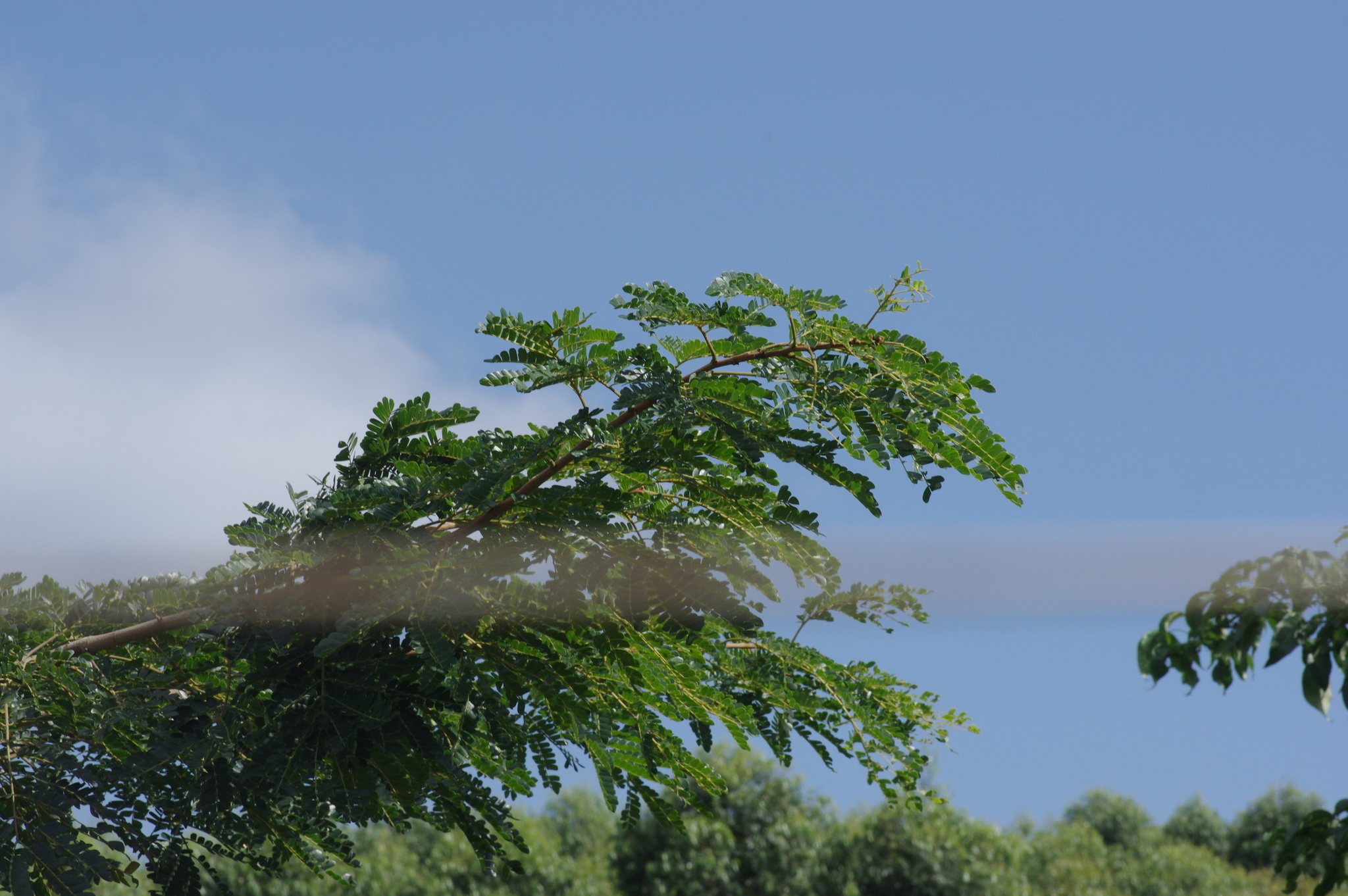 Imagem de Albizia