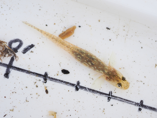 Bigmouth gudgeon goby (Gymnogobius macrognathos) — Gobiidae — 2