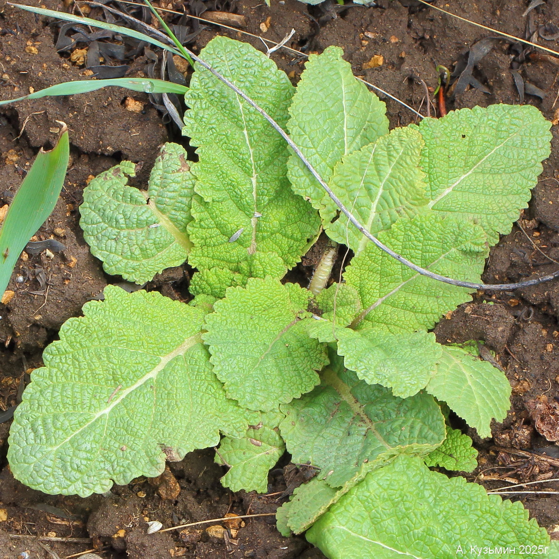 Шалфей Прояснённый (Salvia revelata)