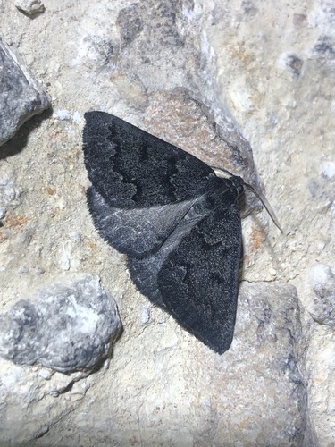 Nycterephes coracopa