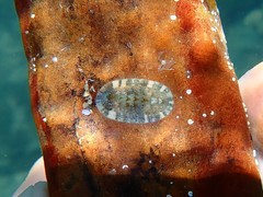 Rhyssoplax olivacea