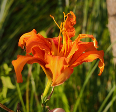 Hemerocallis fulva kwanso