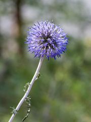 Echinops latifolius