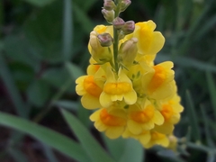 Linaria