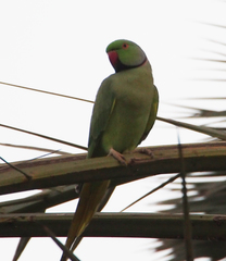 Psittacula krameri