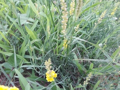 Linaria