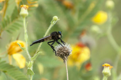 Promachus painteri